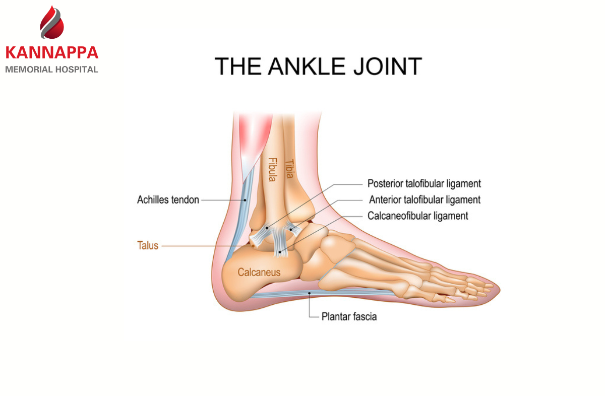 Ankle