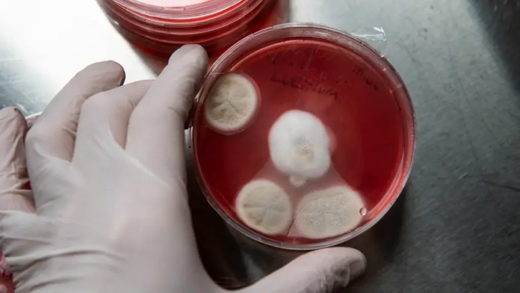 Treatment for Platelet Disorders