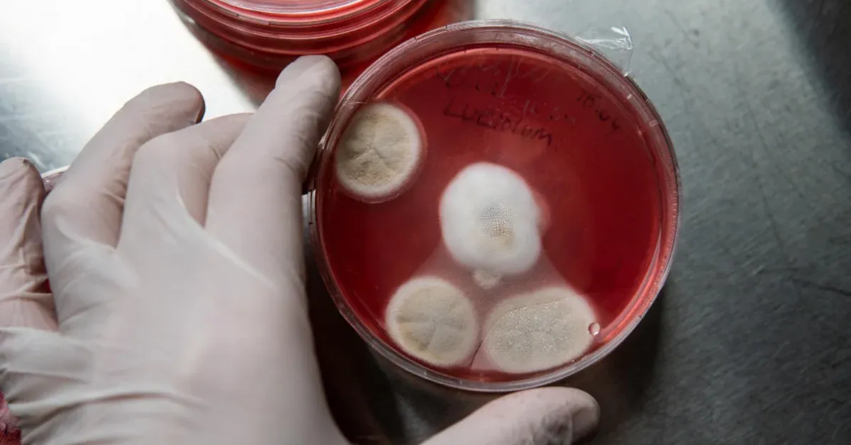 Treatment for Platelet Disorders