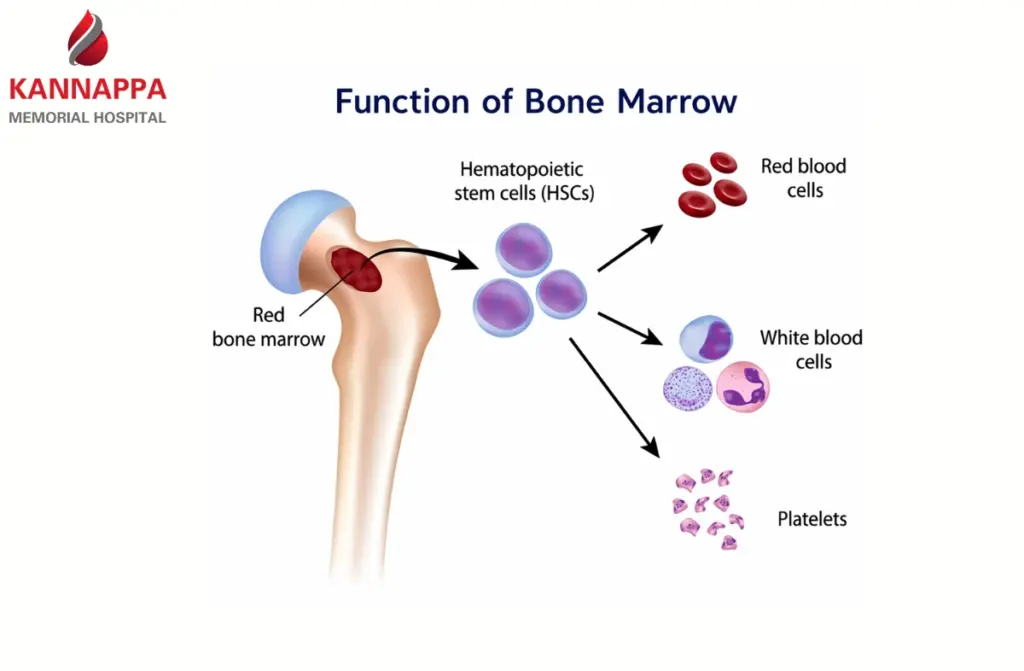 Function of Bone Marrow