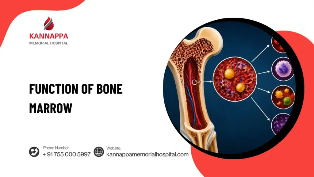 Function of Bone Marrow