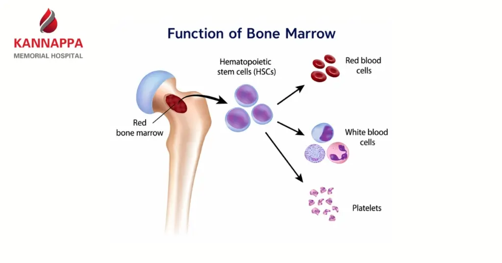 Function of Bone Marrow