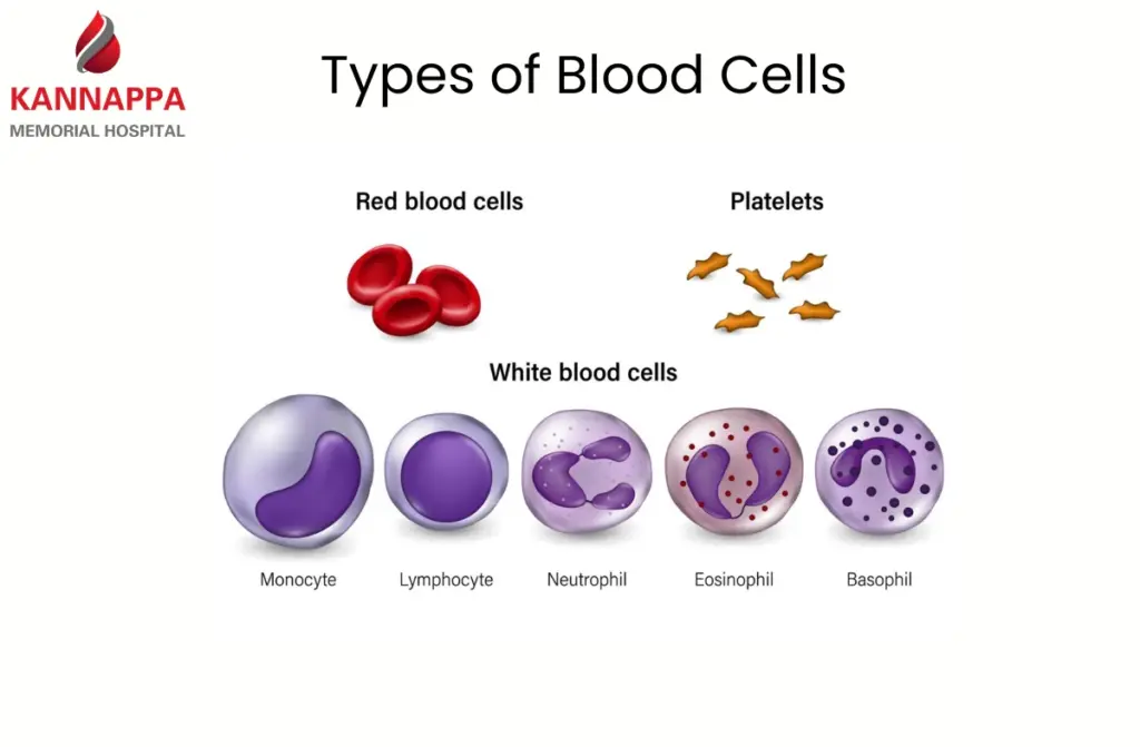 Types of Blood Cells