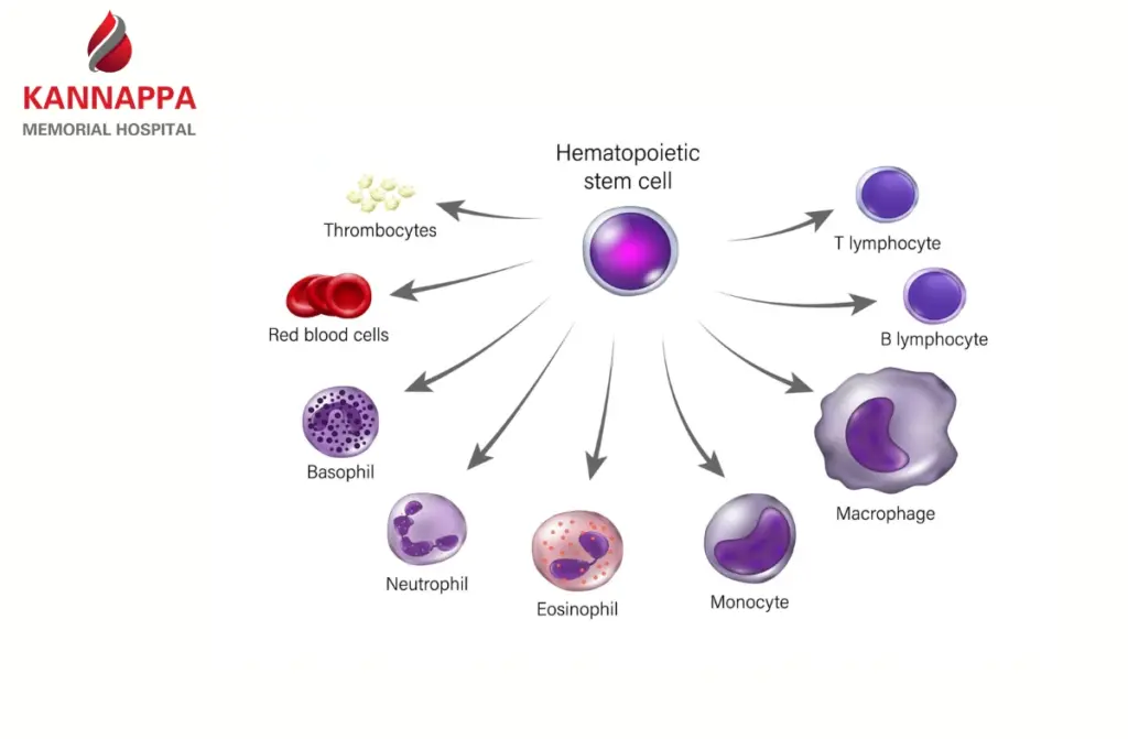 Best Bone Marrow Transplant Doctor in Chennai