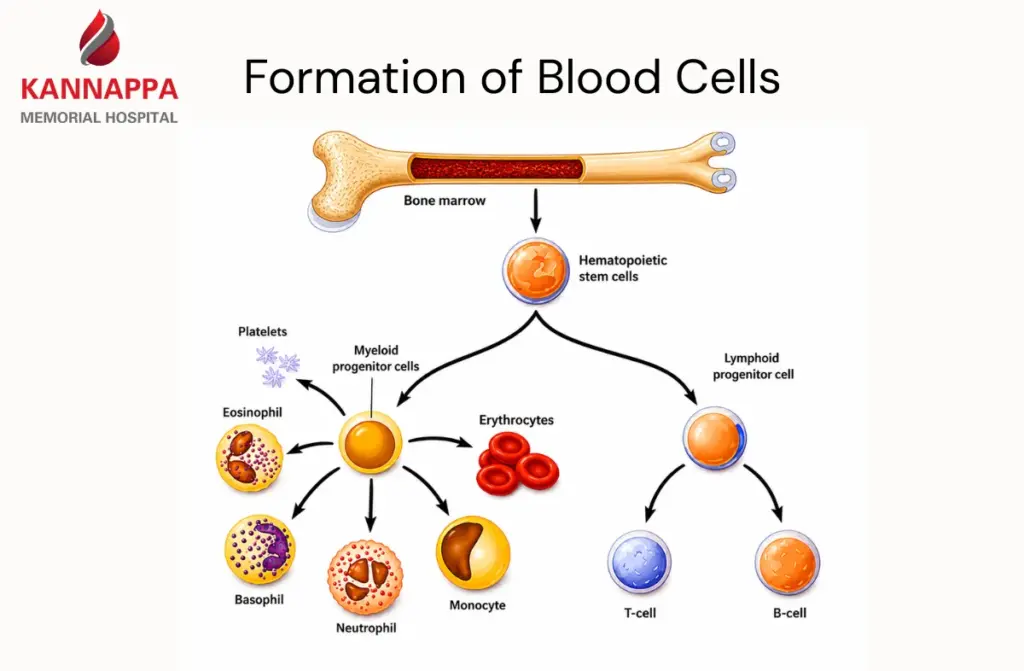 Best Hematologist in Tamilnadu